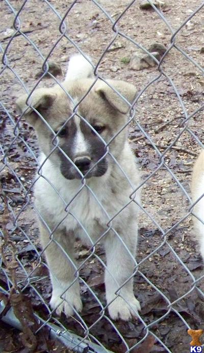 AKC Registered Akita Female