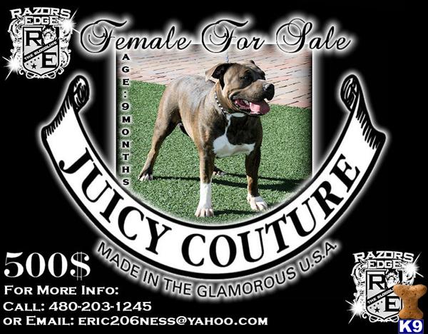 razors edge pit bull bully.. great deal