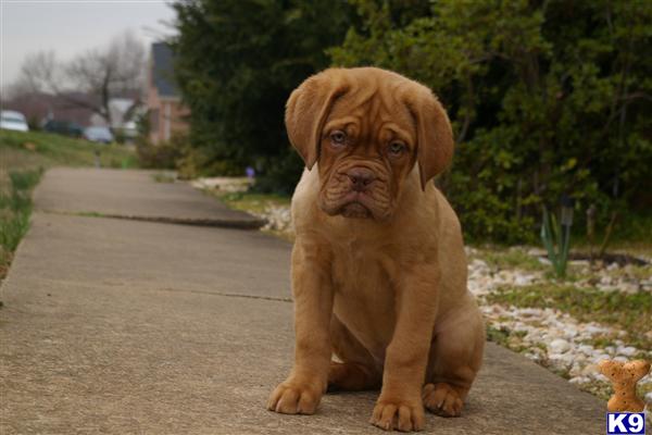 European champion lines, strong, stocky, great structure, excellent head