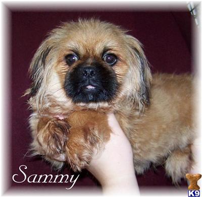 ~SAMMY~ Adorable MALE  Pekginese Puppy READY NOW