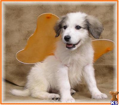 CKC Registered FEMALE Great Pyrenees Puppy READY NOW