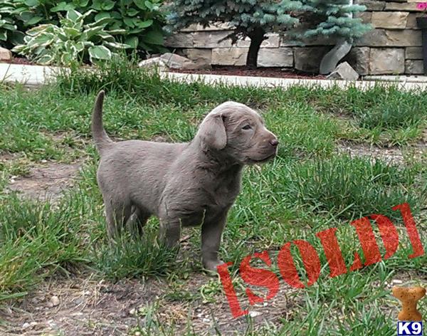 silver lab puppies for sale in michigan document moved silver lab puppies for sale in michigan document moved