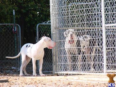 Great Dane Puppy