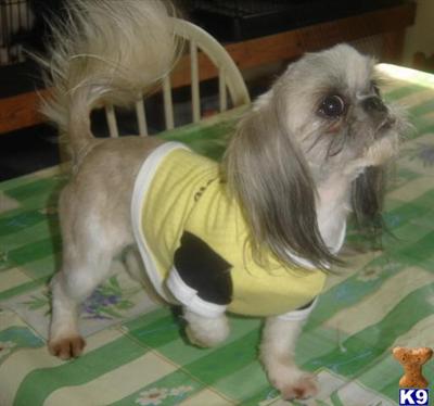 Tiny Imperial Shih Tzu