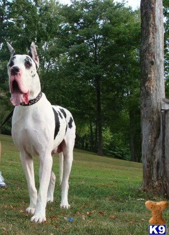 Excalibur Great Danes