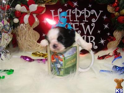 TINYTOWN IMPERIAL SHIH TZU