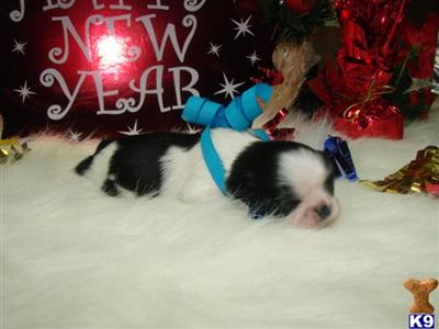 IMPERIAL SHIH TZU