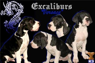 EXCALIBUR GREAT DANES