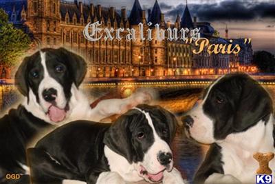 EXCALIBUR GREAT DANES