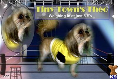 CHA-CHING Tucker Town AKA THEO
