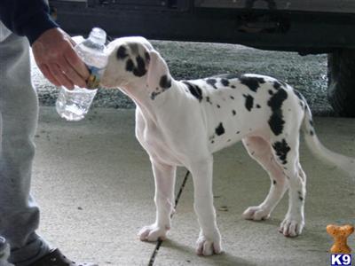 Excalibur Great Danes
