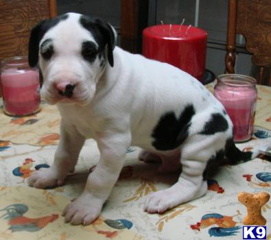 Excalibur Great Danes