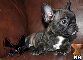 Coco- Rare Chocolate Carrier Female.