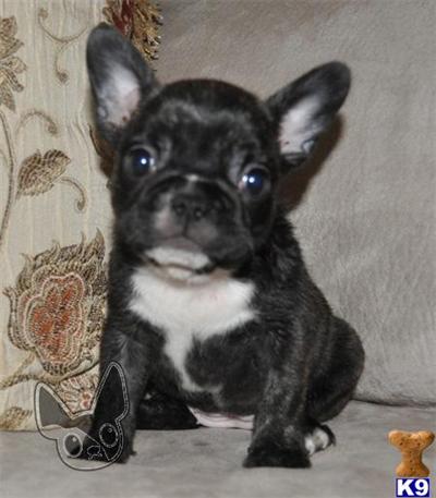 Angel- Chocolate Carrier Female