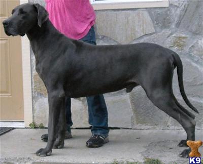 AKC poited Int. CH solid blue great dane for stud