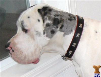 Ultramarine full import stud 