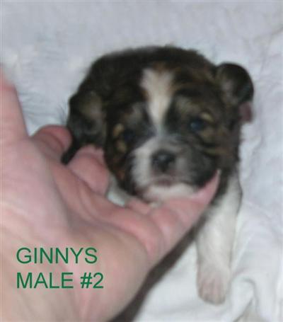 Mi-Ki Male pup Lip Smackin Deal