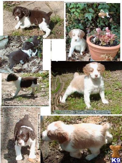  2 Female Brittany Pups