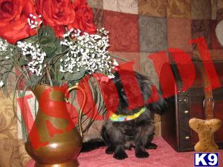 Benji, Shih Tzu puppy for sale