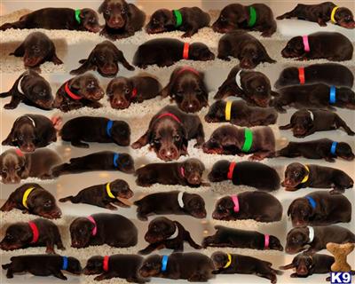 Full Euro working Doberman puppies for sale