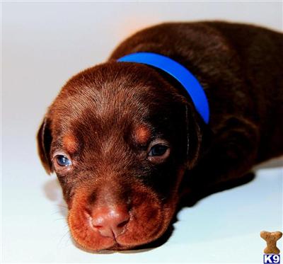 Champion bred European Doberman puppy for sale