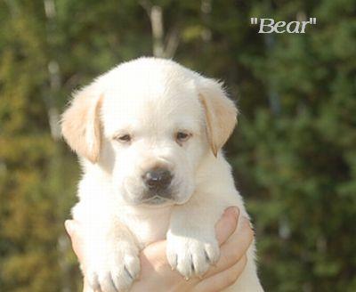 Brains-Beauty-Quiet Ivory and Yellow Males and  Females