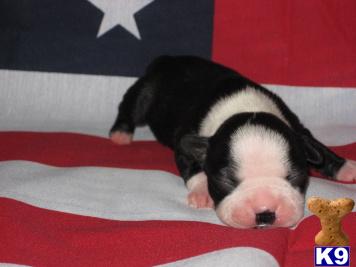 AKC Boston Babies