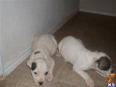 Puppies For Sale
