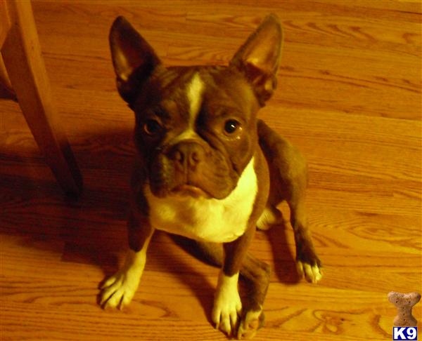 FDPS Buster Brown GF Bostons