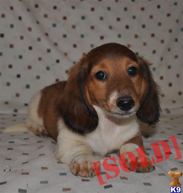 Piebald Dachshund Photograph Braedon Red Piebald Longhair Mi