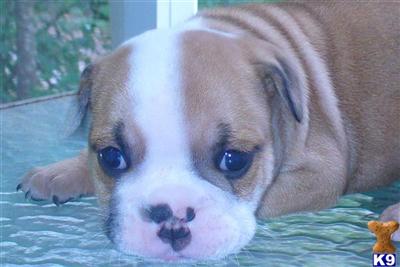 AKC English and French bulldog Pups