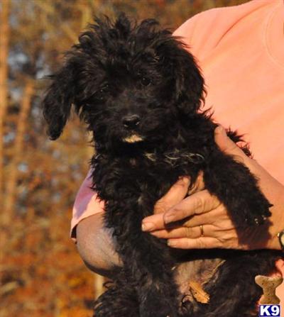 F1b Mini/Medium Goldendoodle