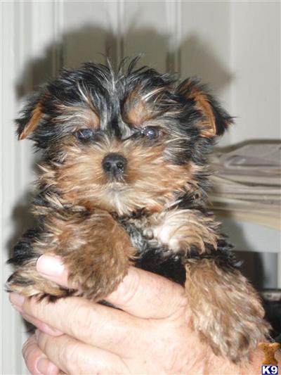 Sweet Adorable Yorkies