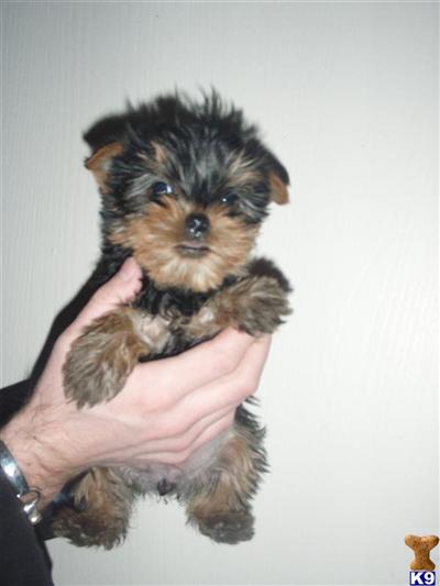 Precious Yorkie