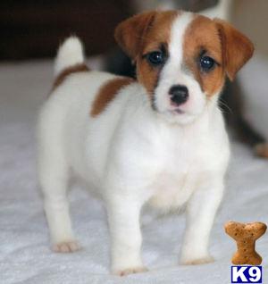 Jumping Jack Russells for Spring