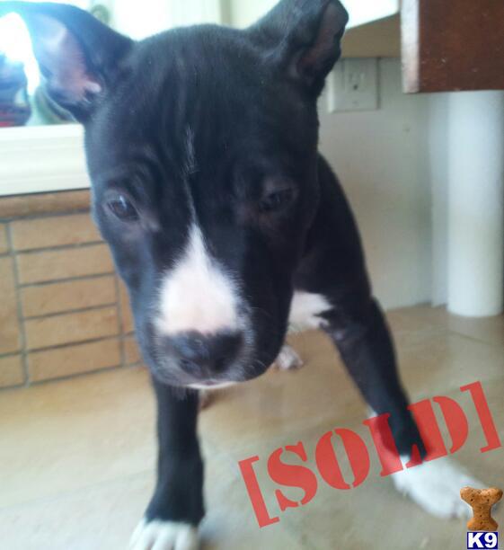 Dolly  is female pit puppy, 