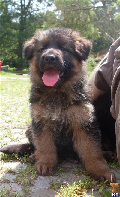 pups from germany