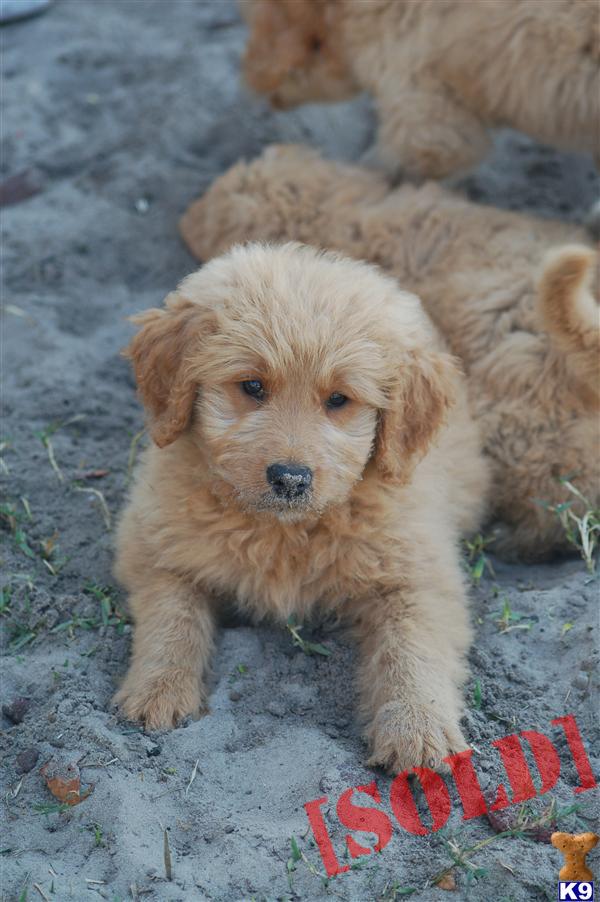 mini goldendoodle puppies for sale in florida mini goldendoodles for sale in fl breeds picture mini goldendoodle puppies for sale in florida mini goldendoodles for sale in fl breeds picture