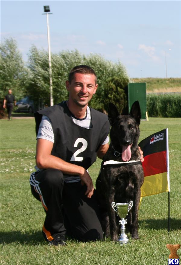 Kennel Fly Dogs Attak