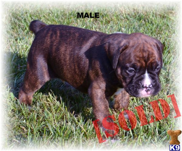boxer puppies nh document moved boxer puppies nh document moved