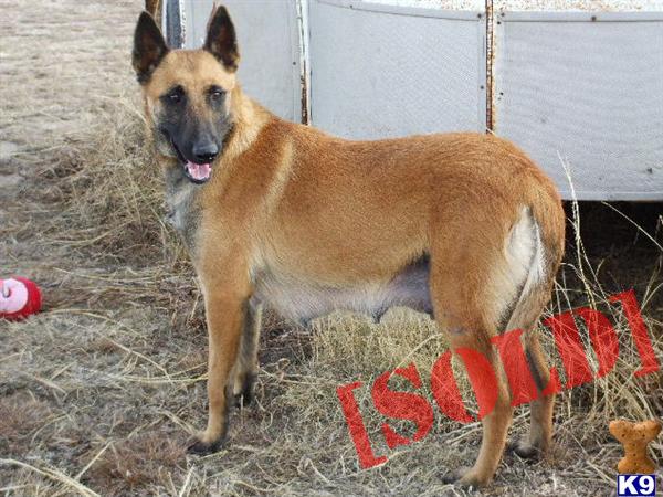 AKC WORKING LINES ADULT GYPSY