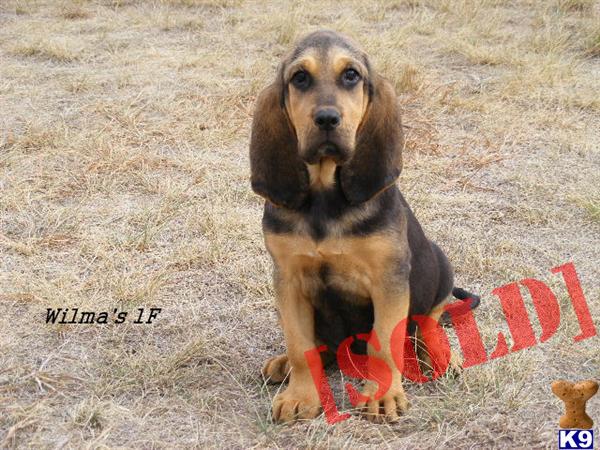 AKC Female Blk  Tan Bloodhound Puppy-1F