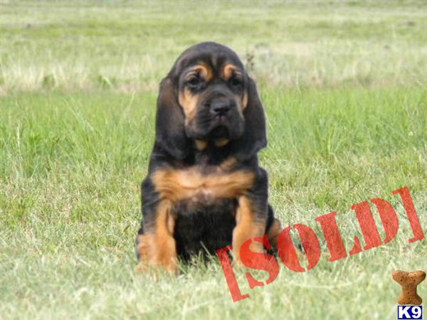 AKC Black and Tan Bloodhound Puppies