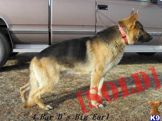 AKC Male w/ CH. Import Working Lines-Big Earl