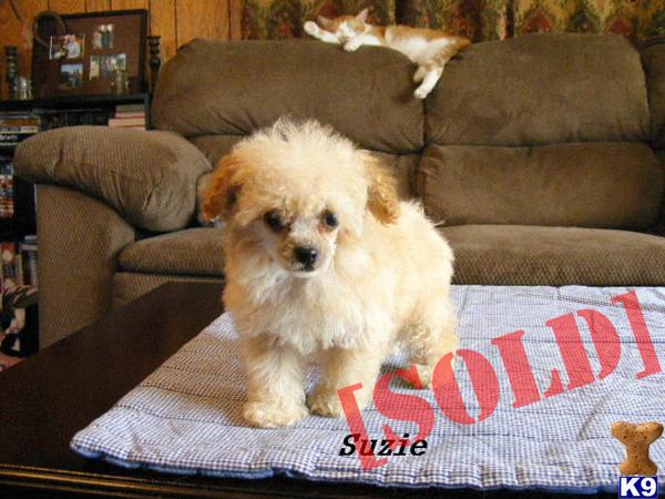 Tiny Female Apricot Malti Poo Puppy-2F