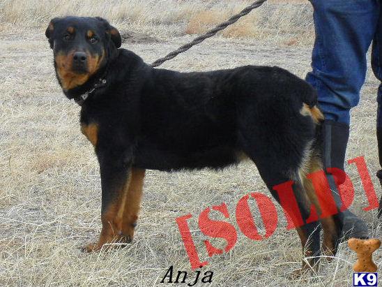AKC Female Rottweiler w/CH. Gil Von Hause Milsped Import Lines-Anje.