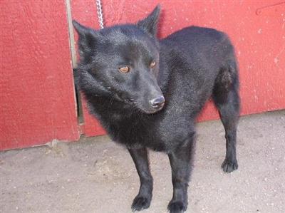 APRI Registerd Male Schipperke / Hutch