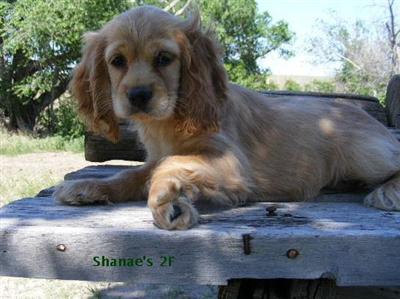 APRI Buff Female Cocker Spaniel Puppy/2F