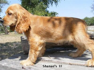 APR Red/Buff Female Cocker Spaniel/Shanae  1F