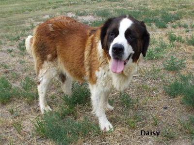 AKC Rough coat Female Saint Bernard/ Daisy